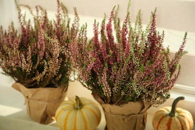 Beautiful heather flowers in pots and pumpkins on windowsill indoors, closeup