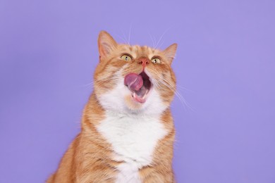 Photo of Cute cat licking itself on lilac background