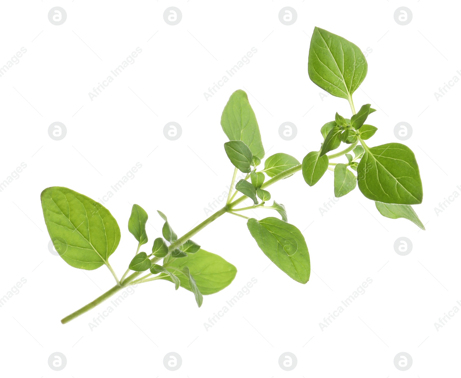 Photo of Aromatic green marjoram sprig isolated on white. Fresh herb