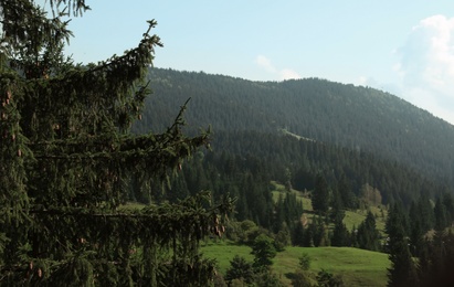 Picturesque view of evergreen forest on mountain slopes