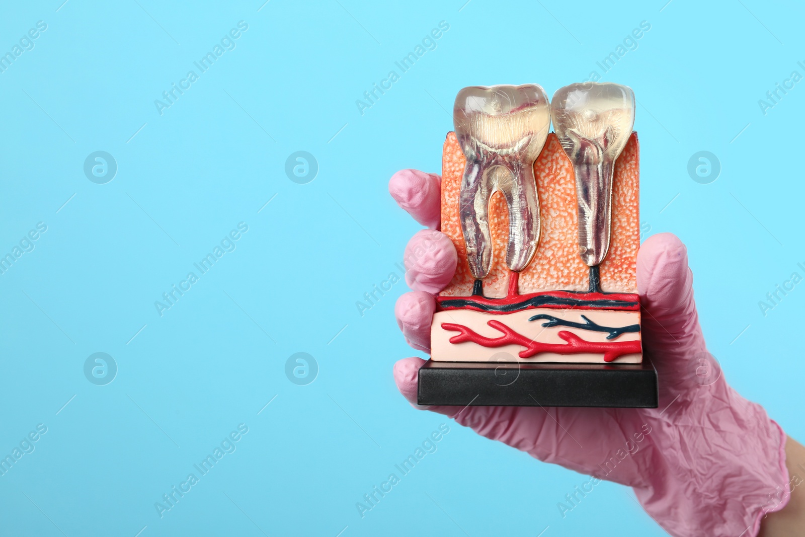 Photo of Dentist holding educational model of jaw section with teeth on color background. Space for text