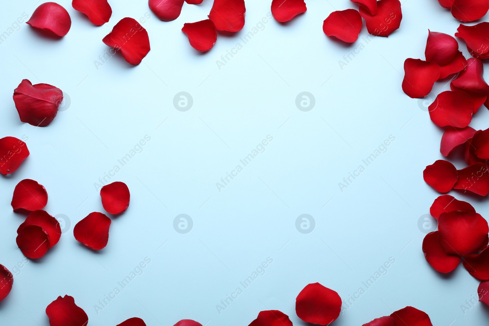 Photo of Beautiful red rose flower petals on light blue background, flat lay. Space for text