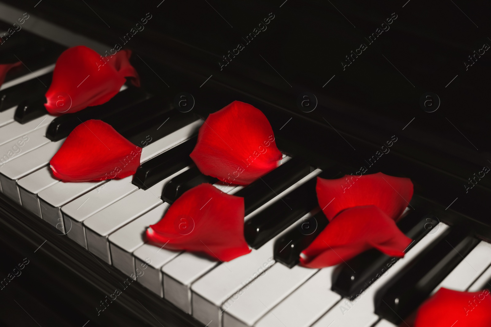 Photo of Many red rose petals on piano keys, closeup