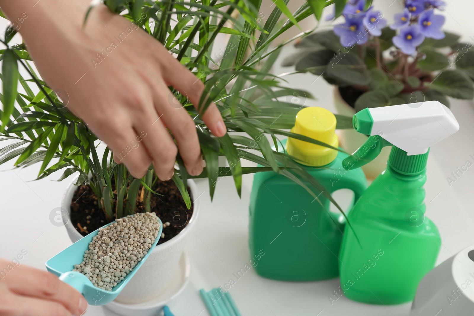 Photo of Woman pouring granular fertilizer into pot with house plant at table, closeup