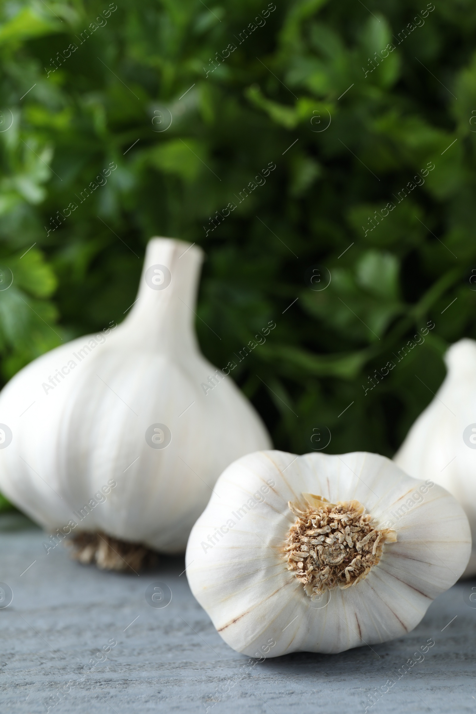 Photo of Fresh raw garlic and parsley on grey wooden table, closeup