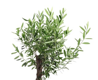 Photo of Beautiful young olive tree isolated on white