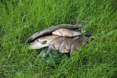 Photo of Catch and fishing net on green grass