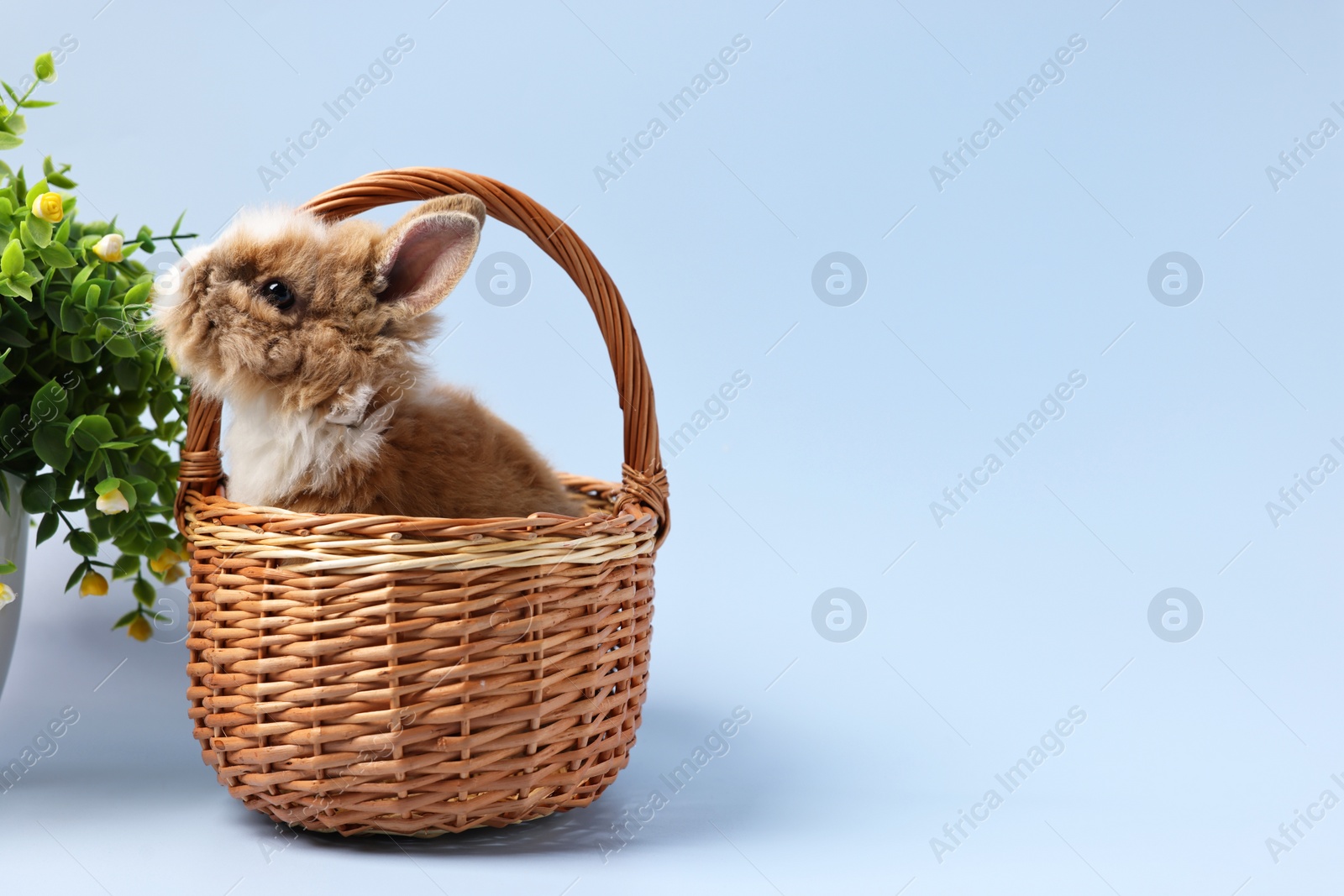 Photo of Cute little rabbit in wicker basket and decorative plant on light blue background. Space for text