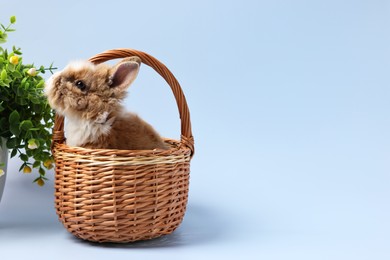 Cute little rabbit in wicker basket and decorative plant on light blue background. Space for text