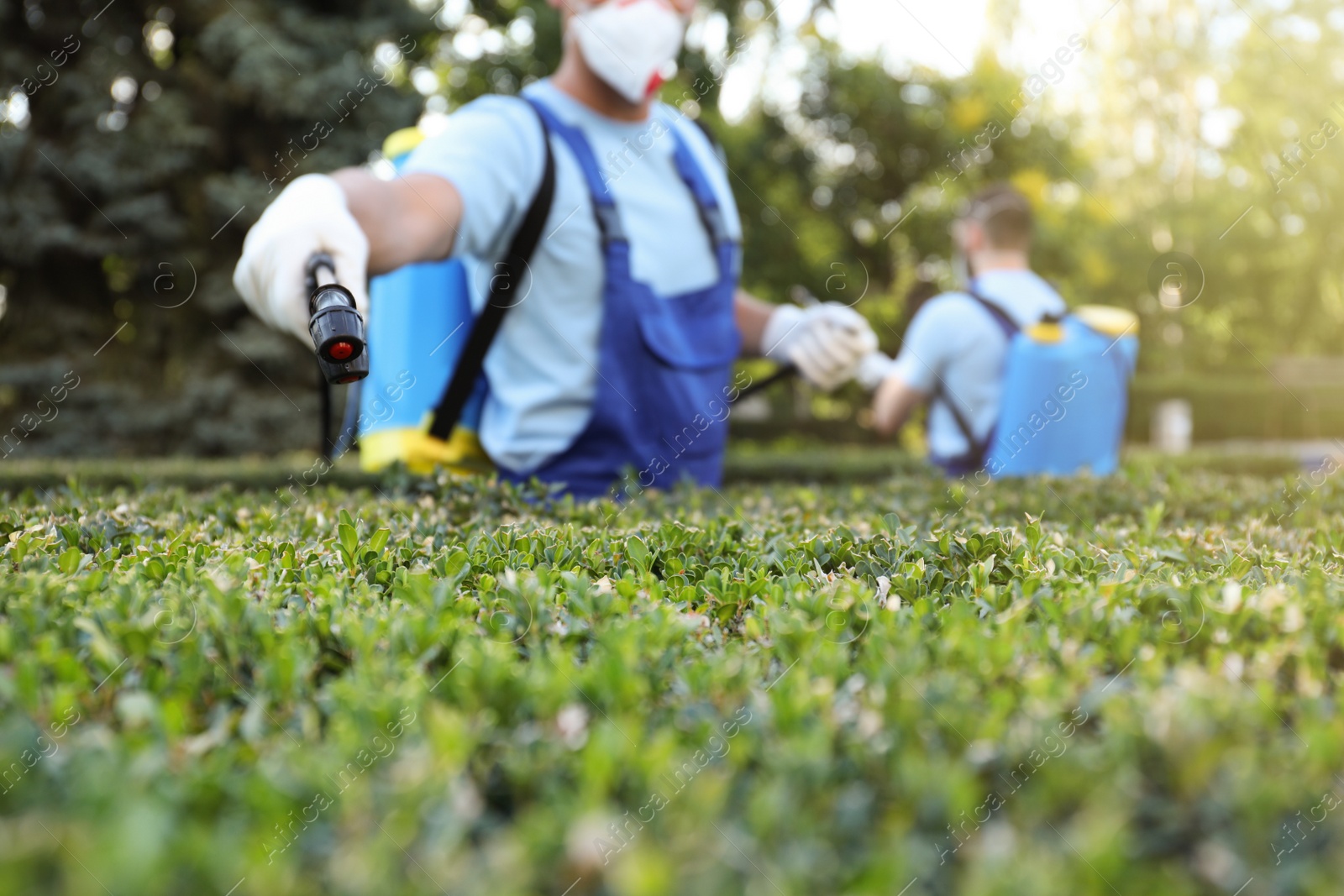 Photo of Workers spraying pesticide onto green bush outdoors, closeup. Pest control