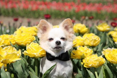 Photo of Cute Chihuahua dog among beautiful tulip flowers on sunny day