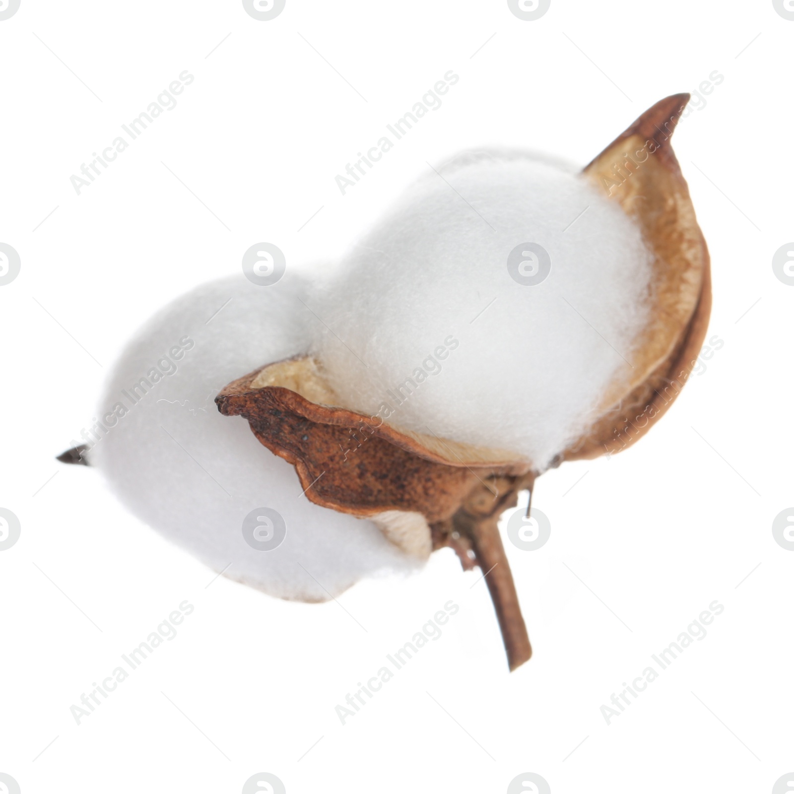 Photo of Beautiful fluffy cotton flower isolated on white