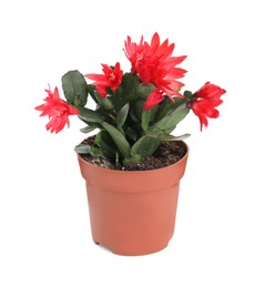 Photo of Beautiful red Schlumbergera (Christmas or Thanksgiving cactus) isolated on white