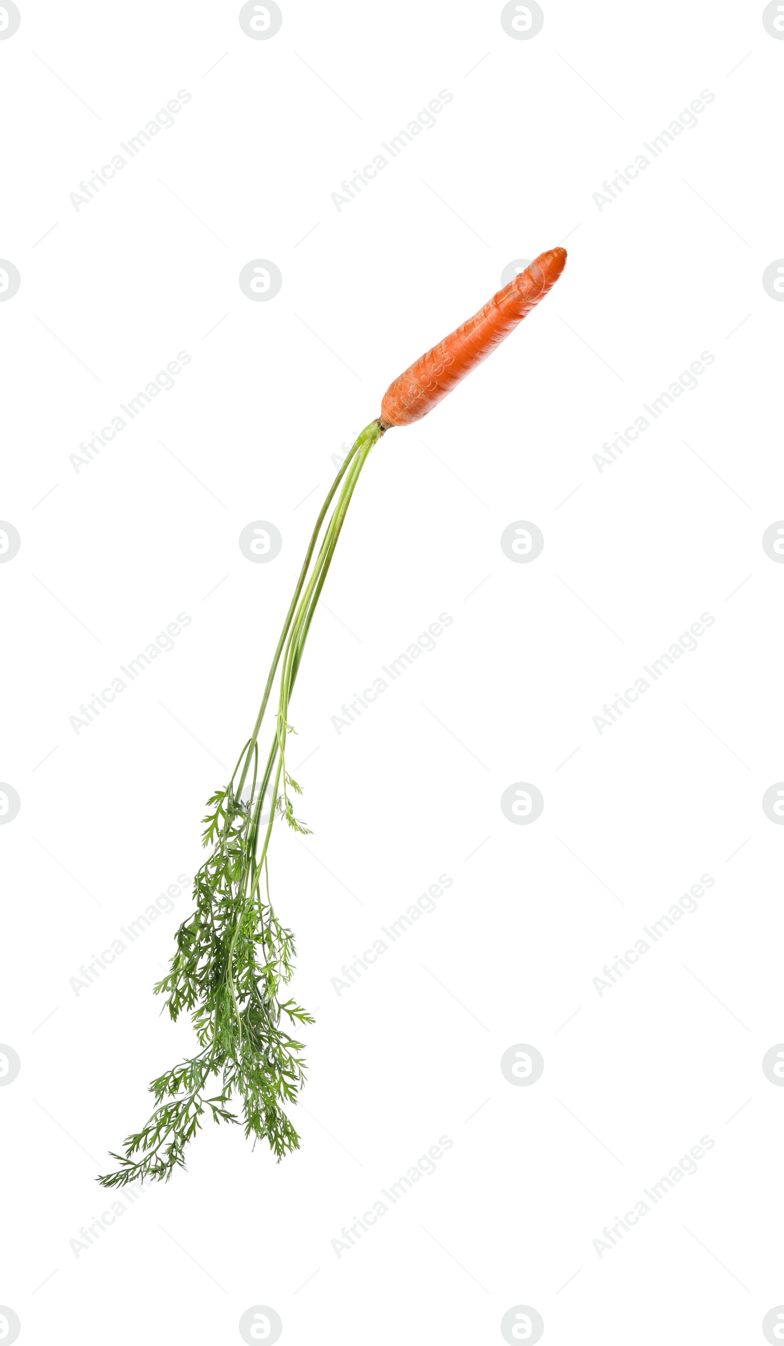 Fresh ripe juicy carrot isolated on white Photo of Fresh ripe juicy carrot isolated on white