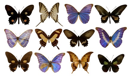 Set with beautiful exotic butterflies on white background