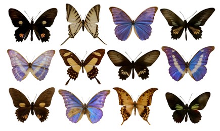 Image of Set with beautiful exotic butterflies on white background