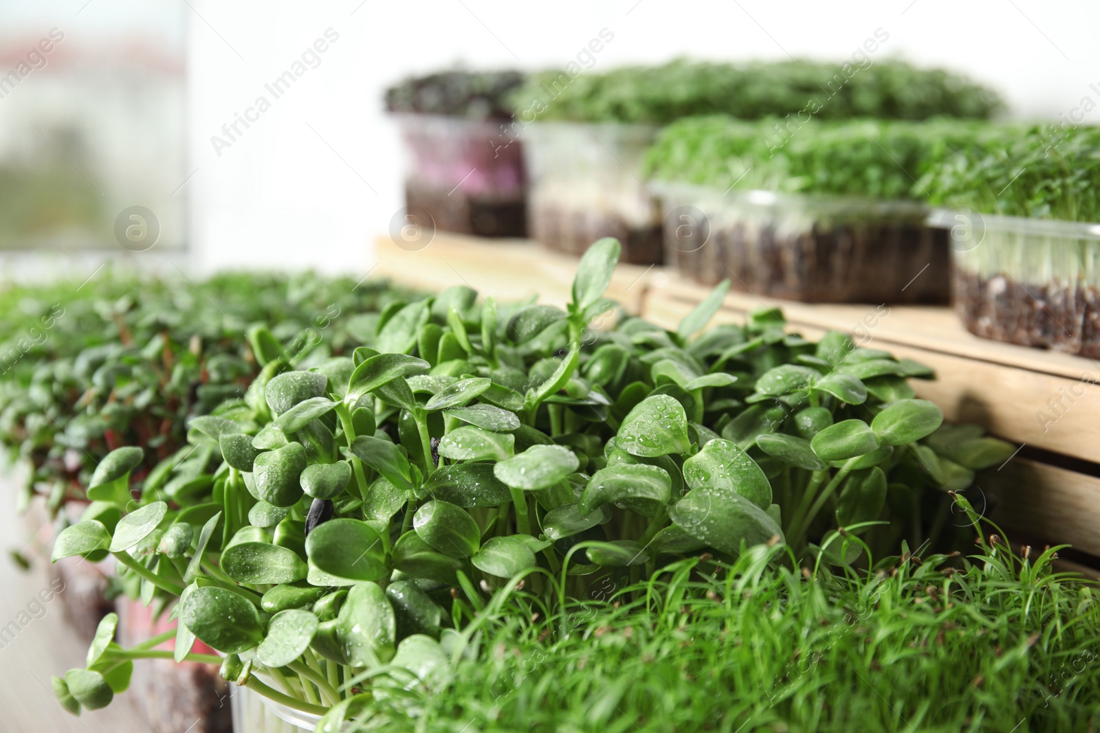 Photo of Fresh organic microgreens assortment near wooden crate, closeup