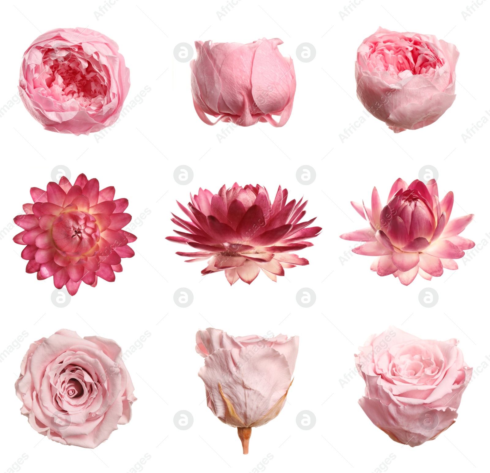 Image of Set with beautiful dry flowers on white background 