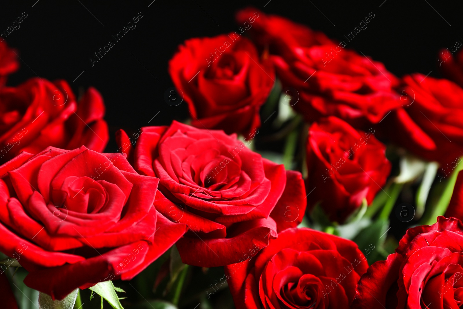 Photo of Beautiful red rose flowers, closeup view