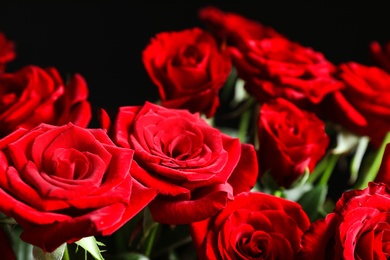 Photo of Beautiful red rose flowers, closeup view