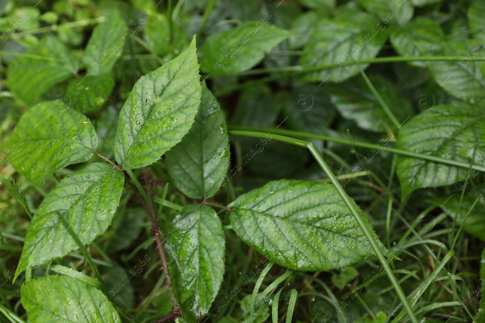 Photo of Beautiful wild plant with wet green leaves growing outdoors, closeup