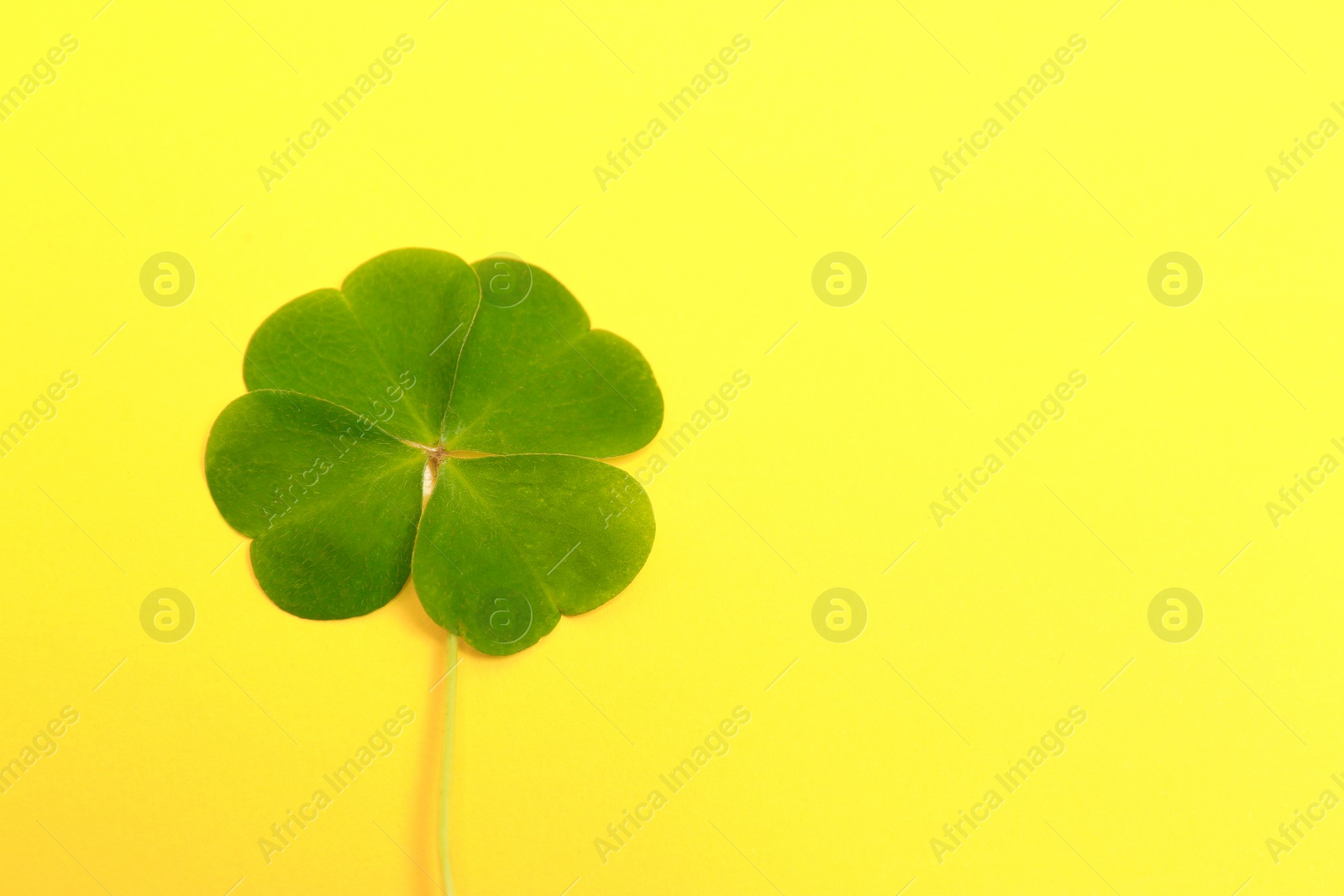 Photo of Beautiful green four leaf clover on yellow background, top view. Space for text