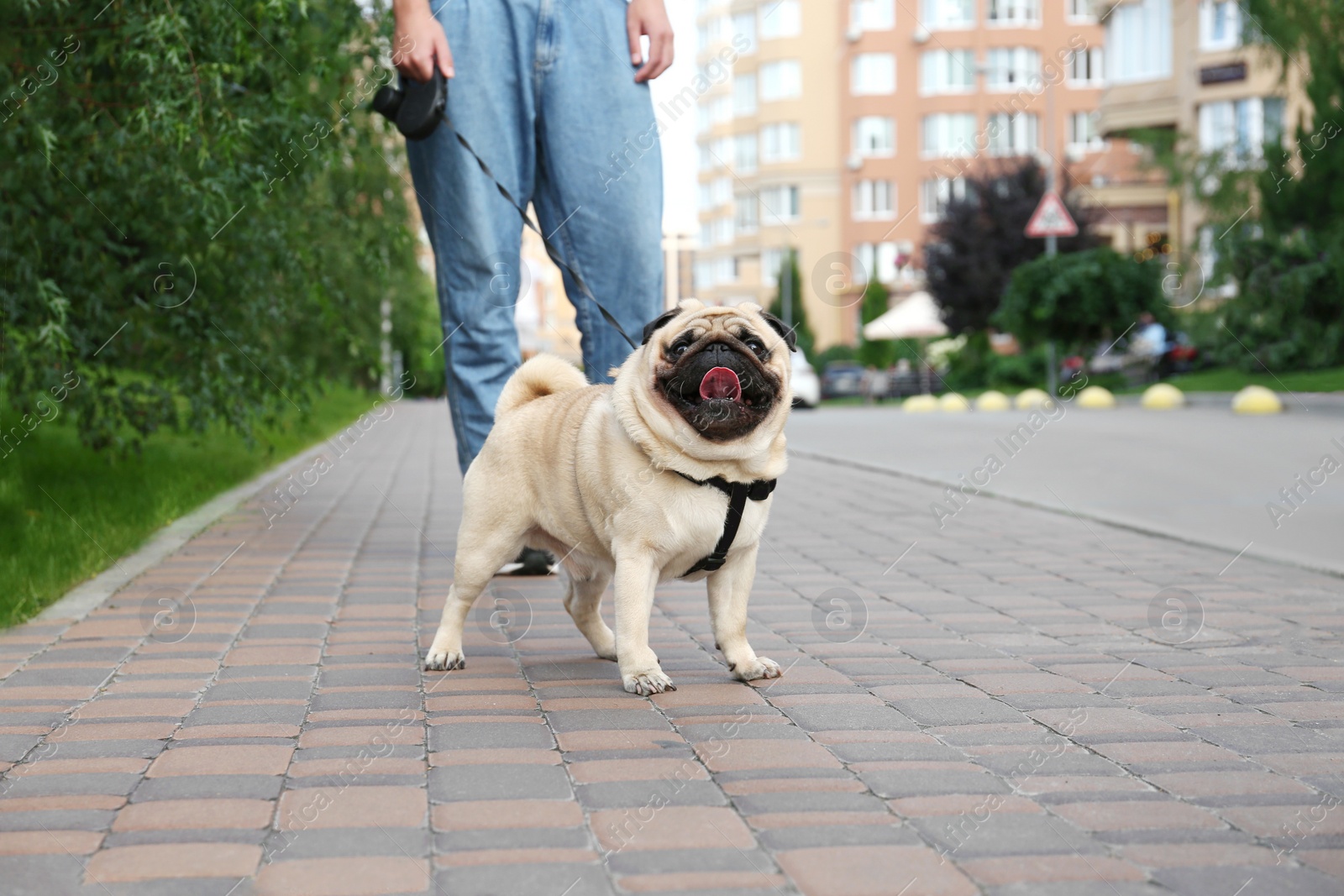 Photo of Woman walking with her cute pug outdoors, closeup