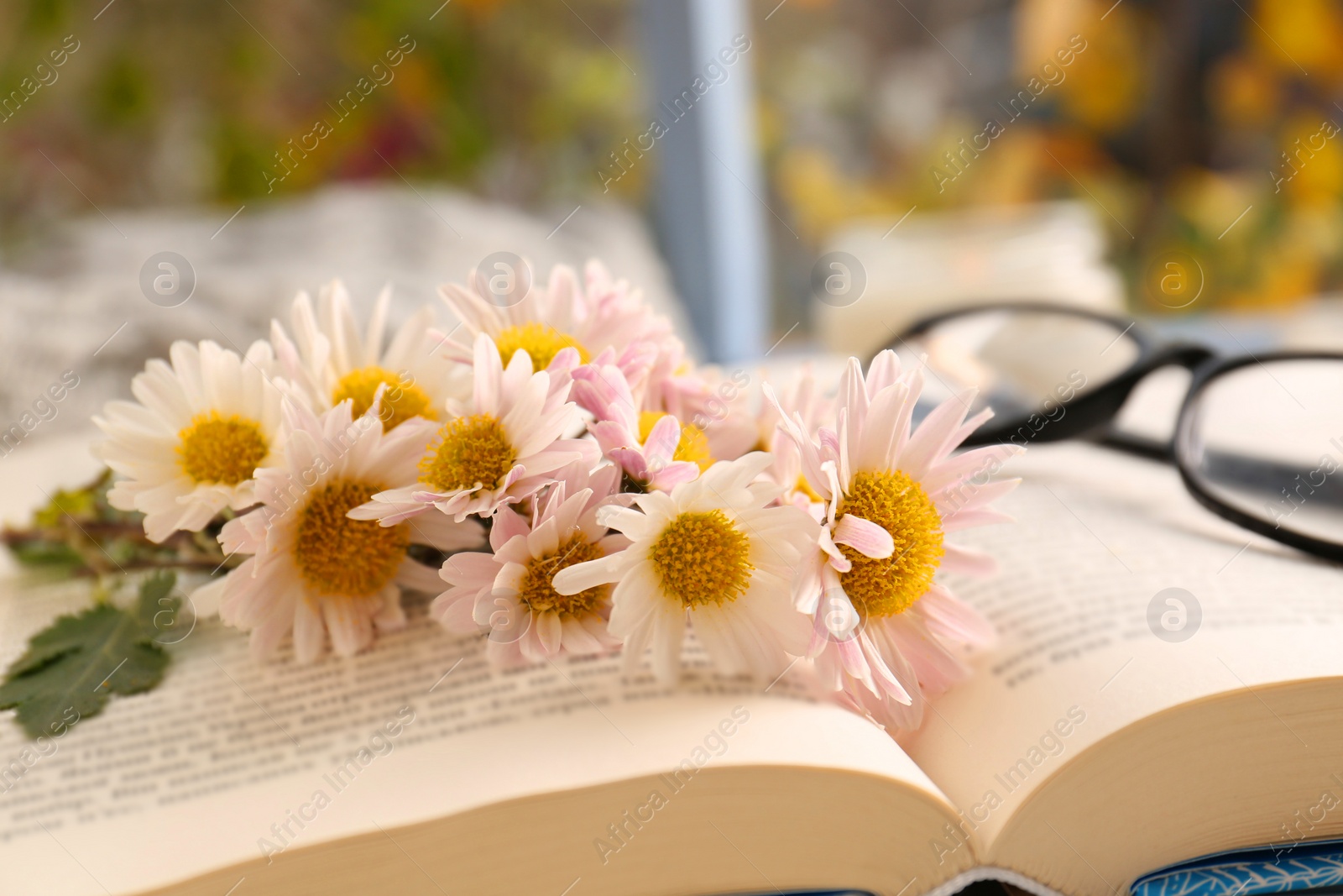 Photo of Open book with chamomile flowers as bookmark and glasses near window, closeup