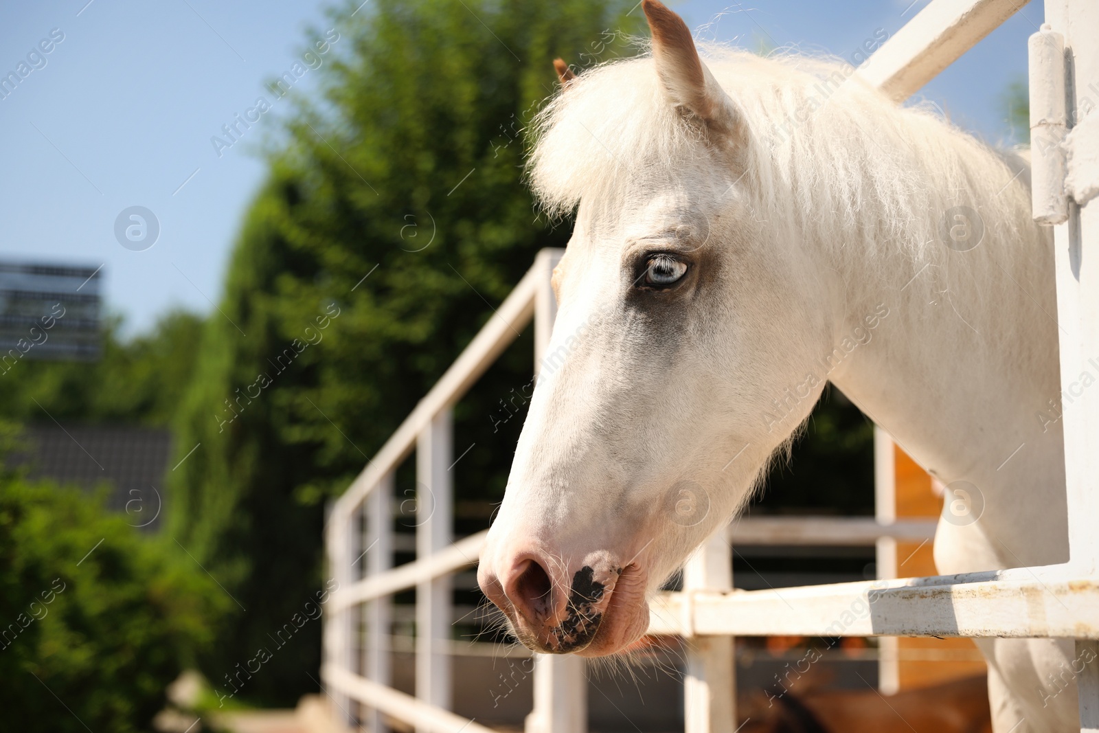 Photo of White horse in paddock on sunny day. Beautiful pet