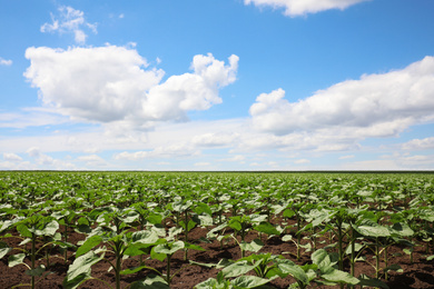 Photo of Agricultural field with young sunflower plants on sunny day