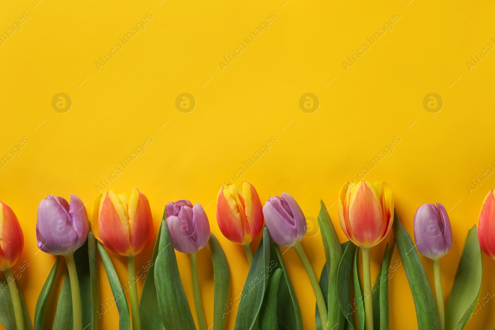 Photo of Many beautiful tulips on yellow background, flat lay. Space for text