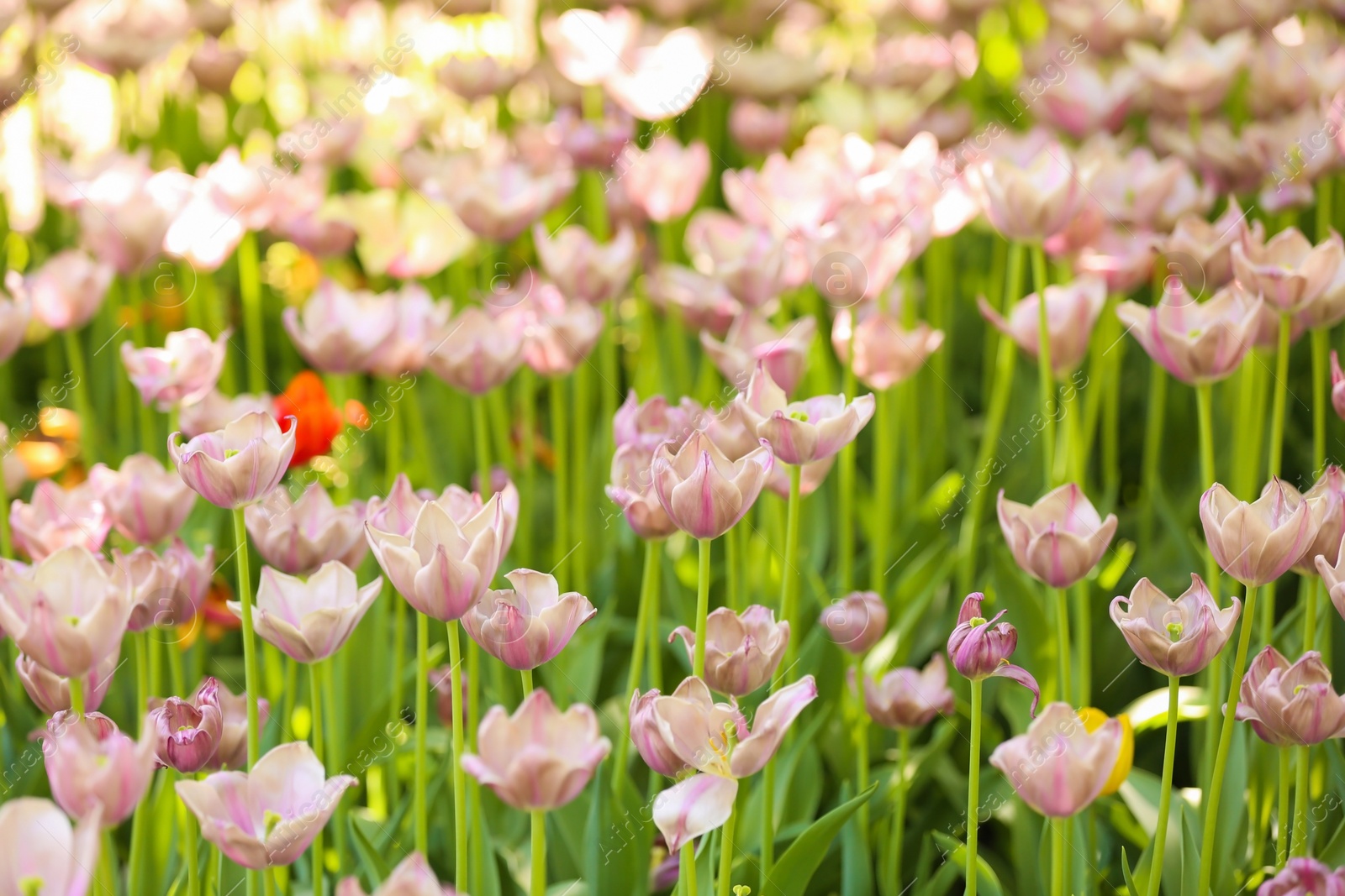 Photo of Blossoming tulips outdoors on sunny spring day