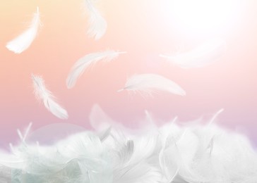 Image of Fluffy bird feathers falling on color background