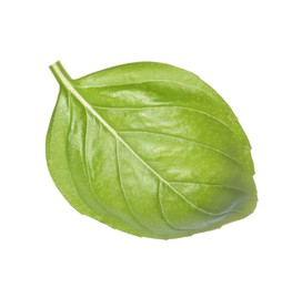 Photo of One green basil leaf isolated on white