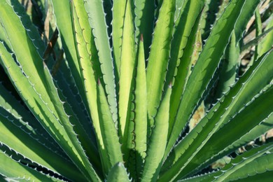 Closeup view of beautiful Agave plant growing outdoors