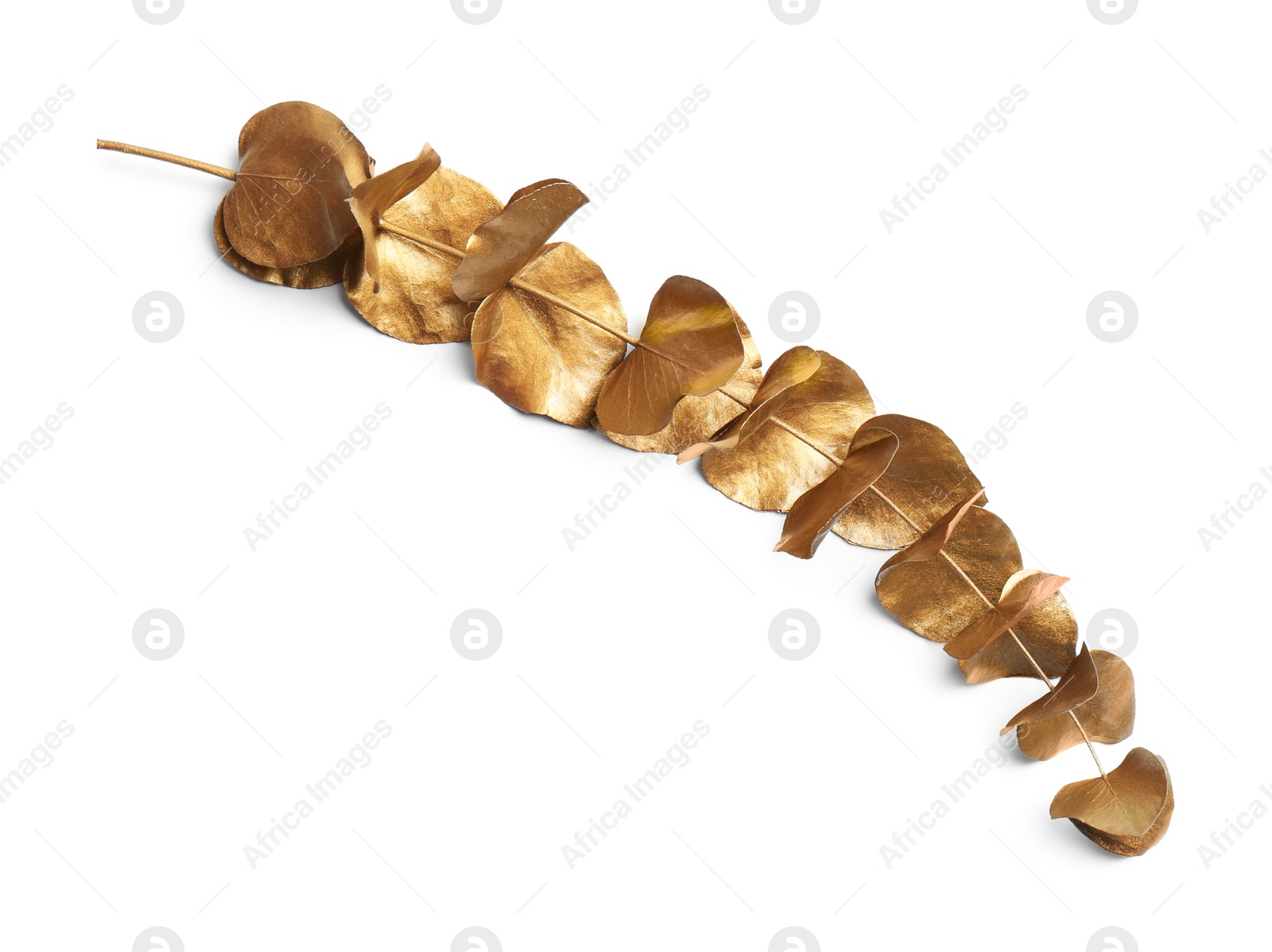 Photo of Gold painted eucalyptus branch isolated on white