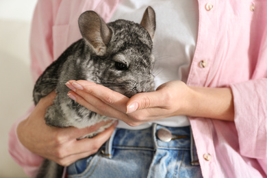 Photo of Woman holding cute chinchilla in room, closeup