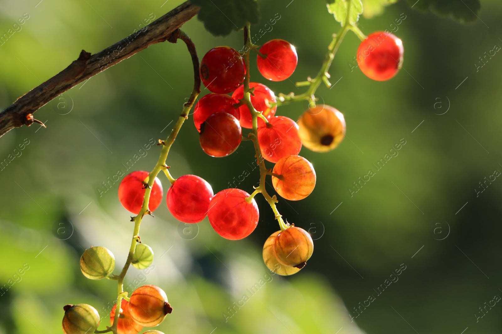 Photo of Closeup view of red currant bush with ripening berries outdoors on sunny day