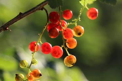 Closeup view of red currant bush with ripening berries outdoors on sunny day