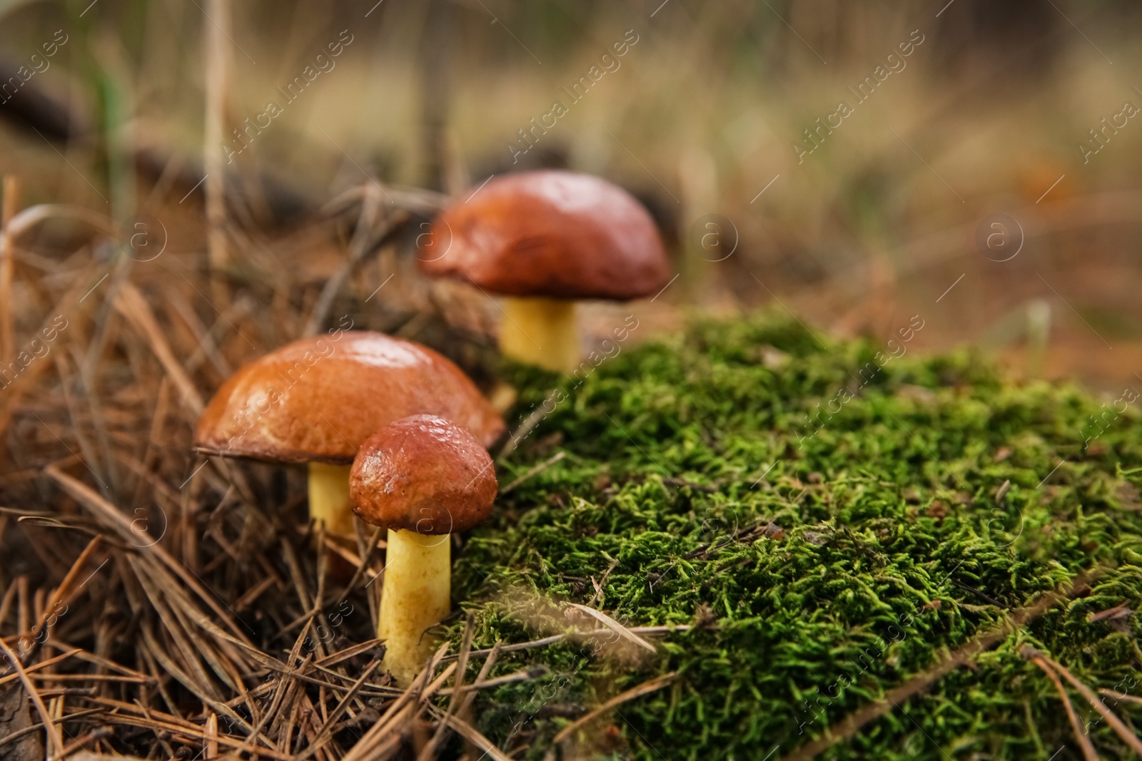 Photo of Brown boletus mushrooms growing in forest, closeup