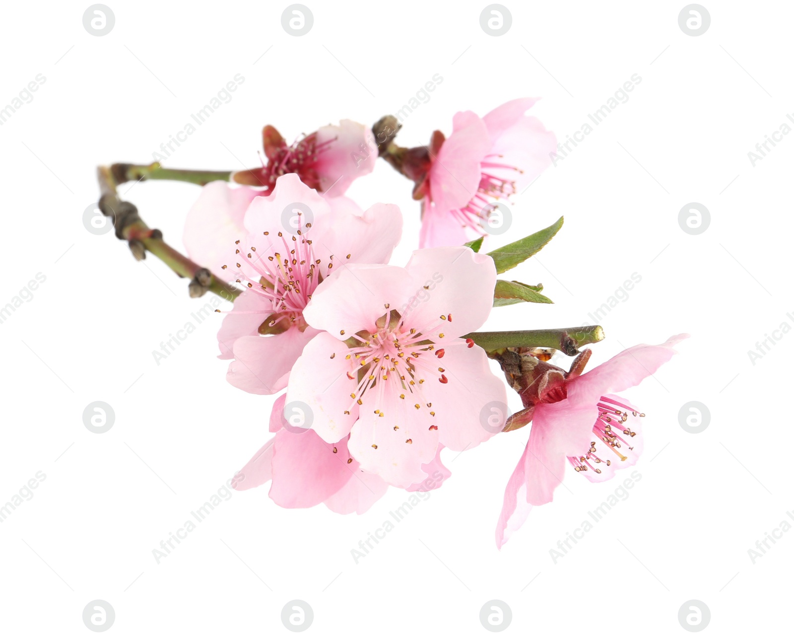 Photo of Tree branch with blossom isolated on white. Spring season
