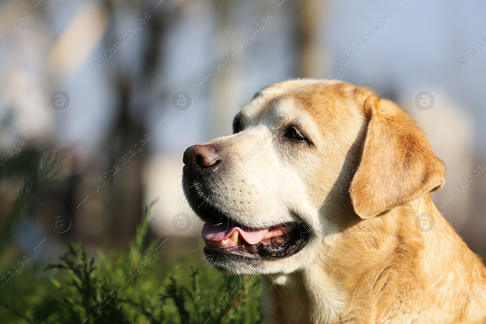 Photo of Yellow Labrador in park on sunny day