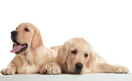 Photo of Cute yellow labrador retriever puppies isolated on white