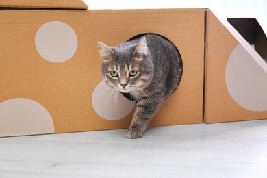 Photo of Cute gray tabby cat playing with cardboard box in room. Lovely pet