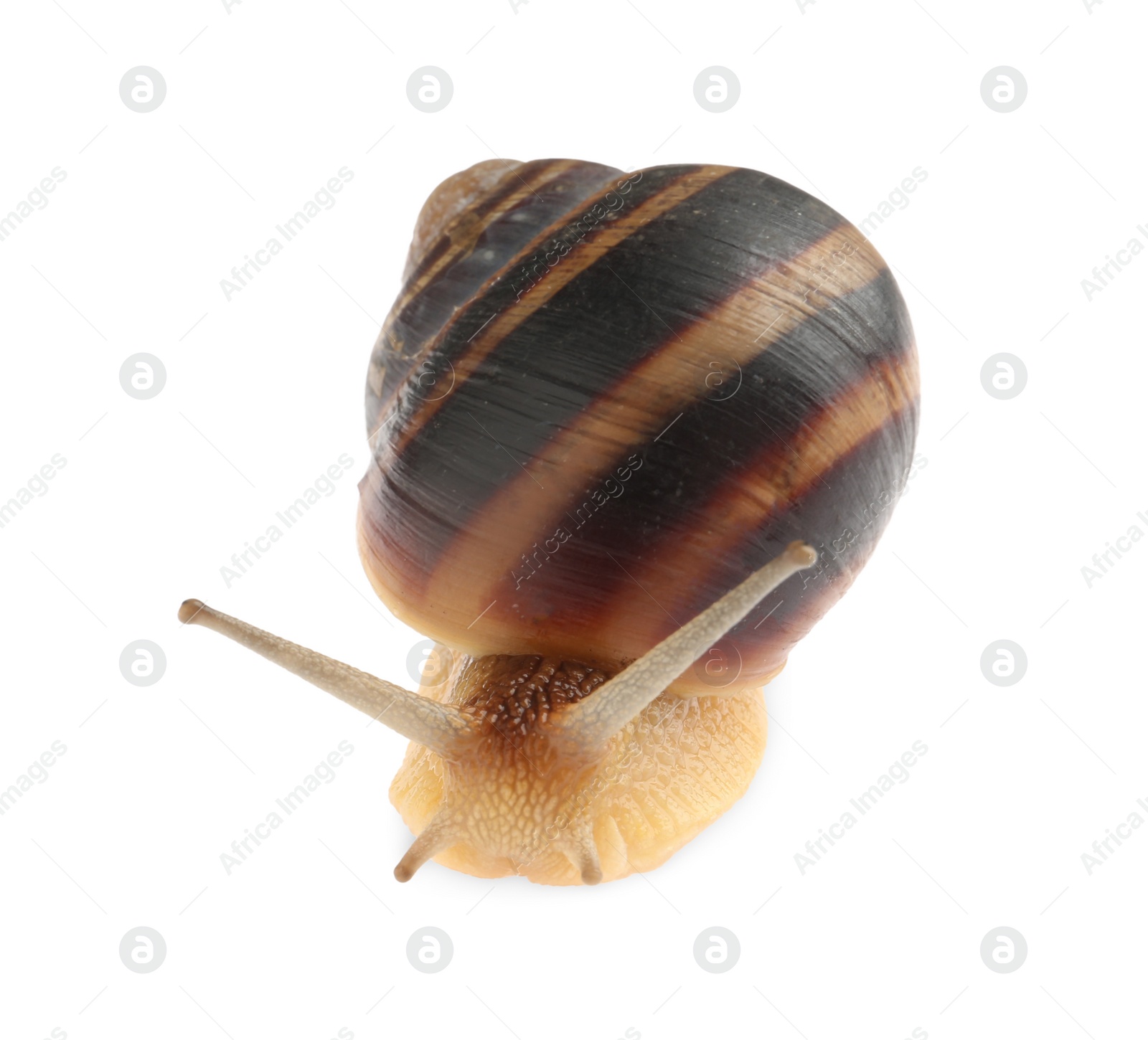 Photo of Common garden snail crawling on white background