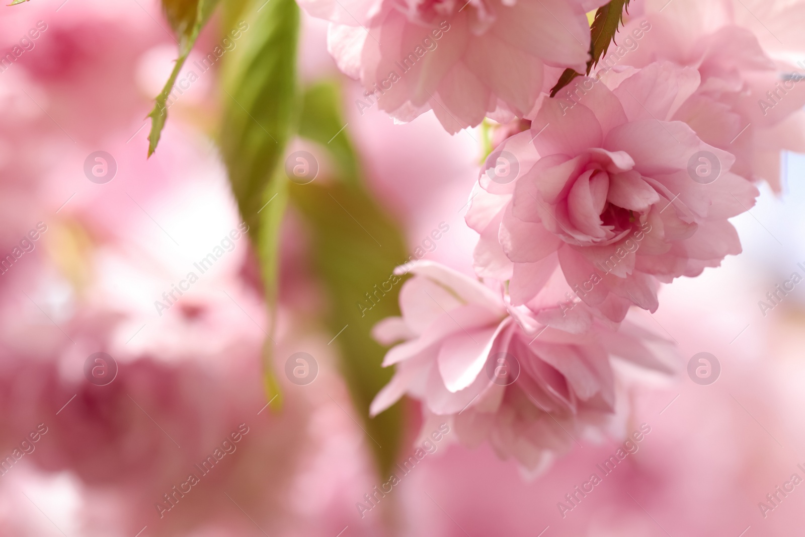 Photo of Beautiful pink sakura blossom on blurred background, closeup. Space for text