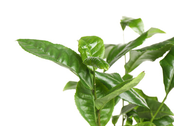 Photo of Green leaves of tea plant on white background