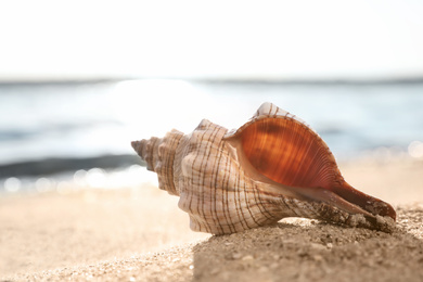 Photo of Beautiful exotic sea shell on sunlit sandy beach