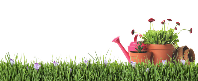 Potted blooming flowers and gardening tools on green grass against white background, space for text. Banner design