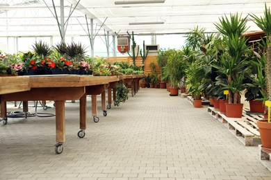 Garden center with many different potted plants